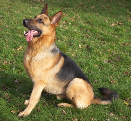 Sasha
Waiting patiently for a cookie.
Keywords: Sasha German Shepherd