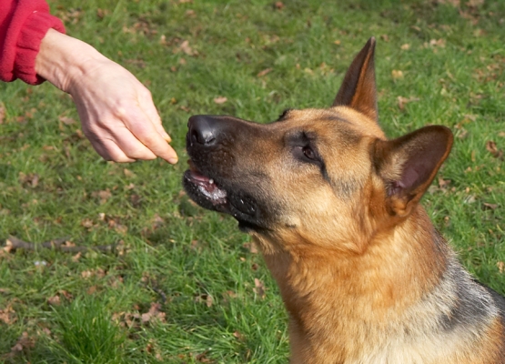 Sasha Eating A Cookie
Keywords: Sasha cookie German Shepherd