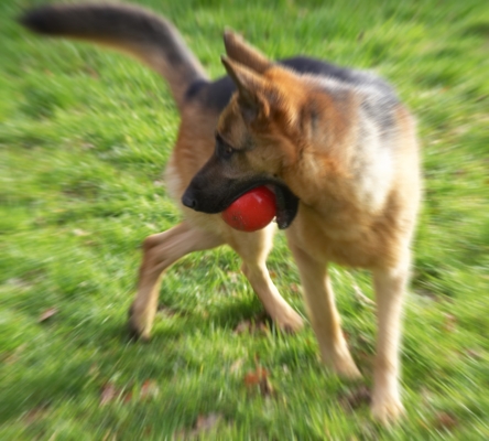 Sasha Playing With A Red Ball
Mots-clés: Sasha German Shepherd red ball