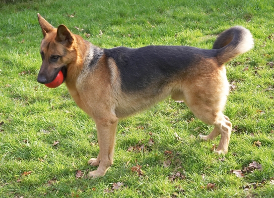 Sasha and the Red Ball
الكلمات الإستدلالية(لتسهيل البحث): Sasha German Shepherd red ball catch fetch