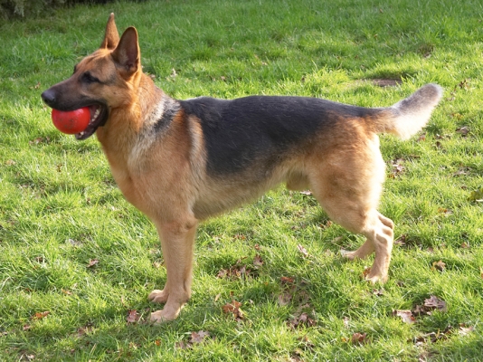 Sasha and the Red Ball
Anahtar kelimeler: Sasha German Shepherd red ball