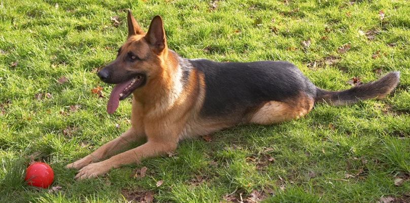 Sasha
Waiting for us to throw the red ball.
Ключови думи: Sasha German Shepherd red ball