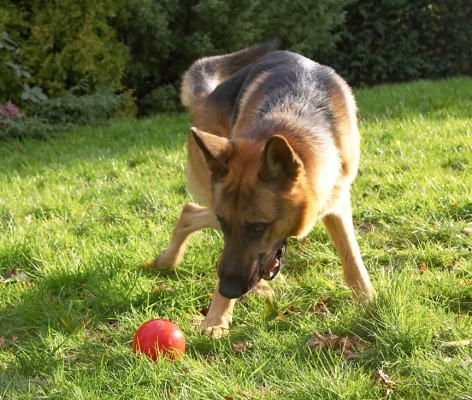 Sasha
Ключови думи: Sasha German Shepherd red ball