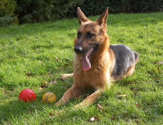 Sasha
With a red [b]and[/b] yellow ball.
Ключові слова: Sasha German Shepherd red ball yellow ball tongue