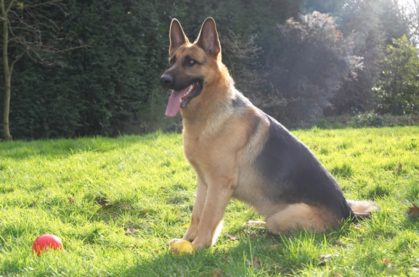 Sasha in the Morning Sunshine
A rare period of sunshine in the mid-January gloom.  
Ключові слова: Sasha red ball sunshine German Shepherd