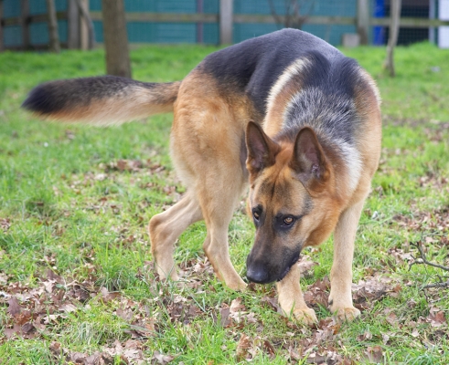 Sasha
Keywords: Sasha German Shepherd