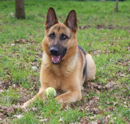 Sasha
Ключови думи: Sasha German Shepherd yellow ball