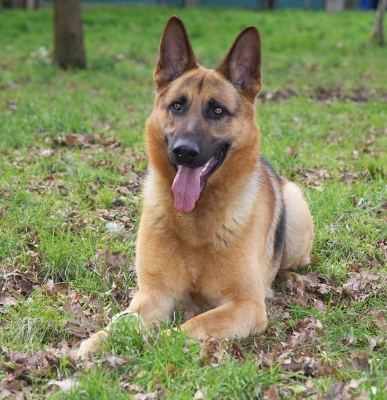 Sasha
Keywords: Sasha German Shepherd