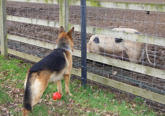 Sasha and the Gloucester Old Spot Sow
Checking each other out -- with a fence safely between them.
Ключові слова: Sasha Gloucester Old Spot sow German Shepherd