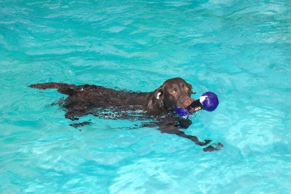 Geroge Having A Swim
Although it looks warm, this was taken outdoors in late January.  George, a chocolate Labrador, didn't mind a bit.
Keywords: George chocolate Labrador swimming dog pool