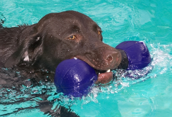 George
Having a swim in late January.
Keywords: George Chocolate Labrador swimming dog