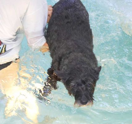Roo - First Hydrotherapy Session
Keywords: Roo canine hydrotherapy dog swimming Ritz Canine Lucies Farm luxury dog resort
