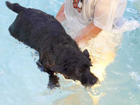 Roo Swimming
Mots-clés: Roo canine hydrotherapy dog swimming Ritz Canine Lucies Farm luxury dog resort