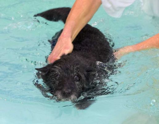 Roo Swimming
With a little help from Marjorie.
Mots-clés: Roo canine hydrotherapy dog swimming Ritz Canine Lucies Farm luxury dog resort