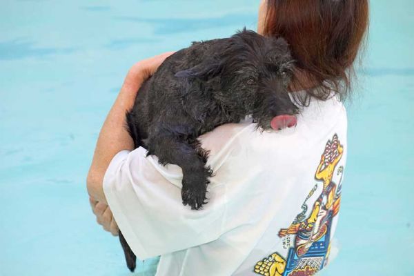 Roo Having A Break
Holding on to Marjorie.
Ключові слова: Roo canine hydrotherapy dog swimming Ritz Canine Lucies Farm luxury dog resort Marjorie