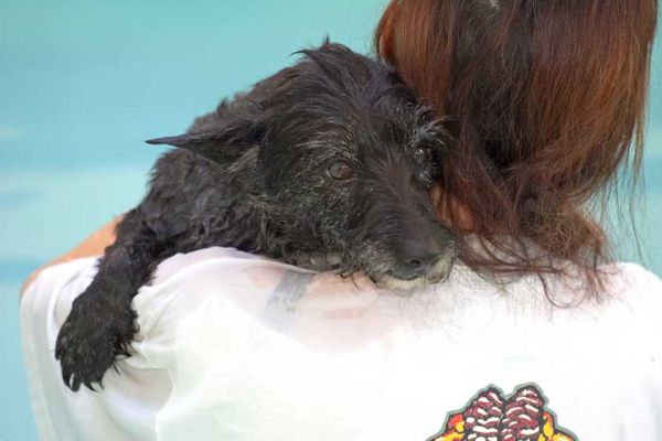 Roo Holding On
Mots-clés: Roo canine hydrotherapy dog swimming Ritz Canine Lucies Farm luxury dog resort Marjorie