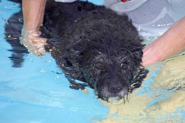 Roo Swimming
Ключові слова: Roo canine hydrotherapy dog swimming Ritz Canine Lucies Farm luxury dog resort