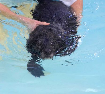 Roo Swimming
Schlüsselwörter: Roo canine hydrotherapy dog swimming Ritz Canine Lucies Farm luxury dog resort