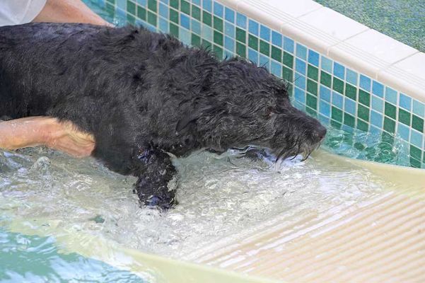 Lesson Over, Roo Heading Up The Ramp
Keywords: Roo canine hydrotherapy dog swimming Ritz Canine Lucies Farm luxury dog resort PetRamp dog ramp