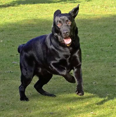 Rupert Waiting for the Ball
Trefwoorden: Rupert black Labrador catch fetch ball dog resort dog boarding dog kennel Lucies Farm