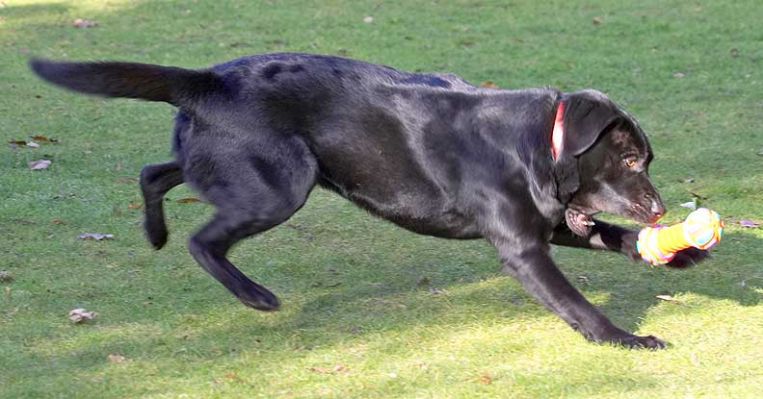 Rupert Catching His Toy
Λέξεις-κλειδιά: Rupert black Labrador catch fetch ball dog resort dog boarding dog kennel Lucies Farm