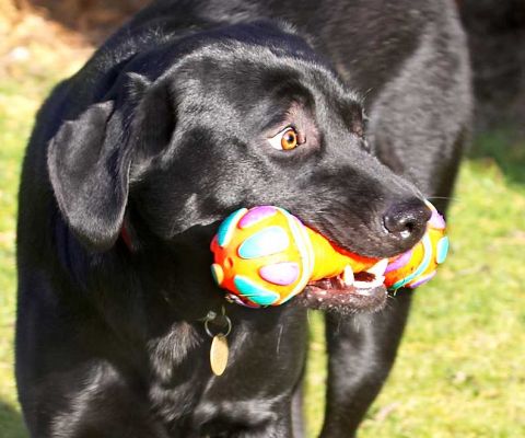 Wide-Eyed Rupert
With his colourful toy
Ключевые слова: Rupert black Labrador catch fetch ball dog resort dog boarding dog kennel Lucies Farm