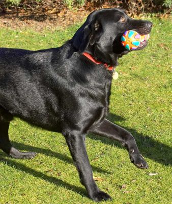 Rupert Catching His Toy
الكلمات الإستدلالية(لتسهيل البحث): Rupert black Labrador catch fetch ball dog resort dog boarding dog kennel Lucies Farm