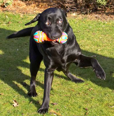 Rupert With His Toy
Ключевые слова: Rupert black Labrador catch fetch ball dog resort dog boarding dog kennel Lucies Farm
