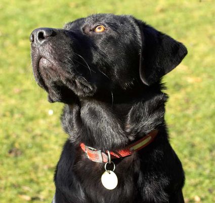 Rupert
Klíčová slova: Rupert black Labrador catch fetch ball dog resort dog boarding dog kennel Lucies Farm