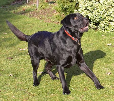 Rupert Playing Catch
Mots-clés: Rupert black Labrador catch fetch ball dog resort dog boarding dog kennel Lucies Farm