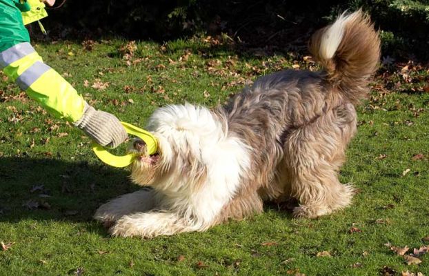 Kai Playing Tug-O-War
Kai playing with Marjorie.  Kai is a bearded collie.
Ključne besede: Kai Marjorie tug-o-war bearded collie Lucies Farm dog resort dog kennel dog boarding