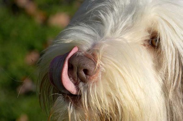 Kai Licking His Chops
Ключові слова: Kai Marjorie tongue bearded collie Lucies Farm dog resort dog kennel dog boarding