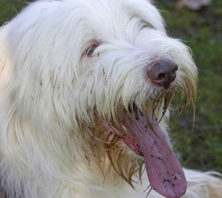 Kai Having a Rest
Palabras clave: Kai Marjorie tongue bearded collie Lucies Farm dog resort dog kennel dog boarding