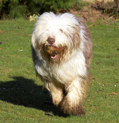 Kai Playing Catch
Ключевые слова: Kai Marjorie catch bearded collie Lucies Farm dog resort dog kennel dog boarding