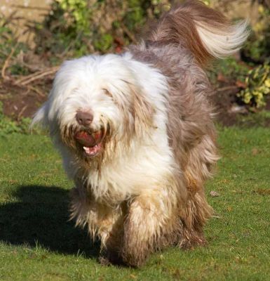 Kai
Λέξεις-κλειδιά: Kai Marjorie catch bearded collie Lucies Farm dog resort dog kennel dog boarding