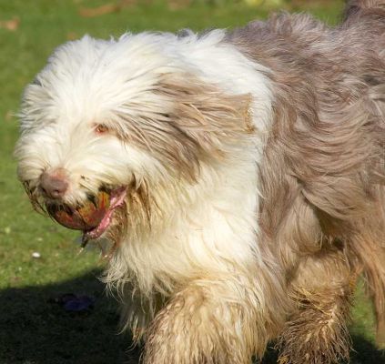 Kai
Palabras clave: Kai Marjorie catch bearded collie Lucies Farm dog resort dog kennel dog boarding