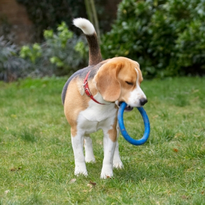 I don't know what to do with this
Palabras clave: Archie Beagle Dog Dogs Play Playing Playtime