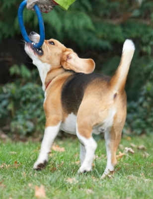 I am NOT letting go
Palabras Clave: Archie Beagle Dog Dogs Play Playing Playtime Tug-o-war