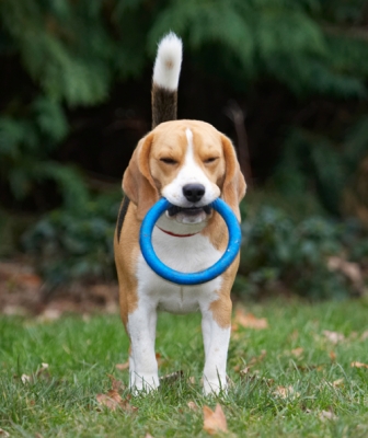 I'm thinking
Klíčová slova: Archie Beagle Dog Dogs Play Playing Playtime