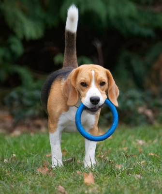 Whaddya want me to do
Palabras clave: Archie Beagle Dog Dogs Play Playing Playtime