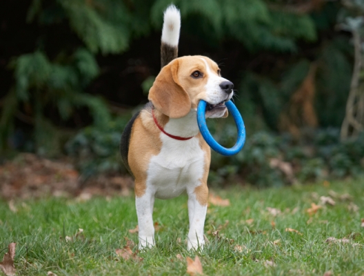 Are we gonna play
Anahtar kelimeler: Archie Beagle Dog Dogs Play Playing Playtime