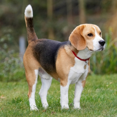 I'm weighing up my options
Ключові слова: Archie Beagle Dog Dogs Play Playing Playtime Pose Posing Stand Standing