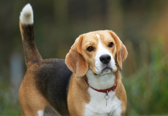 C'mon, let's do something
Keywords: Archie Beagle Dog Dogs Play Playing Playtime