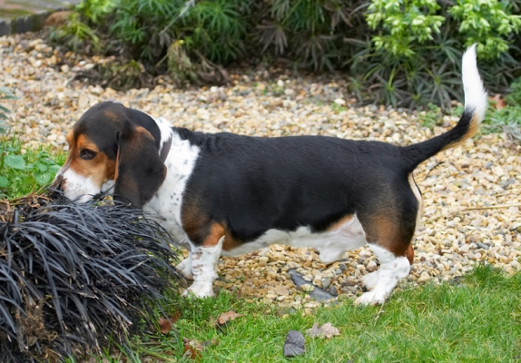 Hmm, this is interesting
Schlüsselwörter: Bassett Dog Dogs Hound Hounds Humph Humphrey Play Playing Playtime Smell Smelling Sniff Sniffing