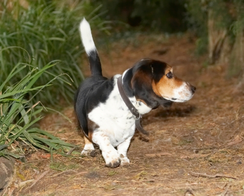 What was that noise? .........
Ключові слова: Bassett Dog Dogs Hound Hounds Humph Humphrey Play Playing Playtime