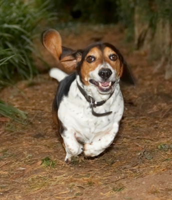 ........ better hotfoot it outta here
Λέξεις-κλειδιά: Bassett Dog Dogs Hound Hounds Humph Humphrey Play Playing Playtime Run Running Smile Smiling