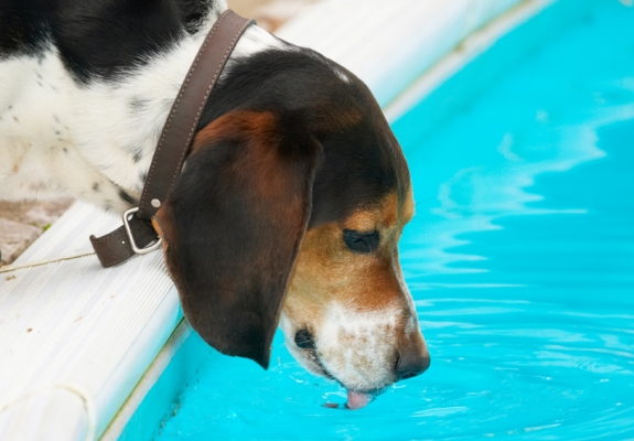 I'm just lapping this up
Ključne besede: Bassett Dog Dogs Drink Drinking Hound Hounds Humph Humphrey Play Playing Playtime Pool Swimming Tongue