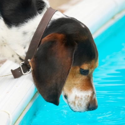 I don't think I can drink ALL this
Palabras clave: Bassett Dog Dogs Hound Hounds Humph Humphrey Play Playing Playtime Pool Swimming