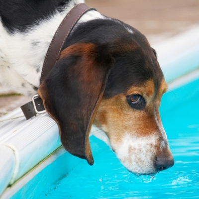 Did you see that handsome guy in there?
Mots-clés: Bassett Dog Dogs Hound Hounds Humph Humphrey Play Playing Playtime Pool Swimming
