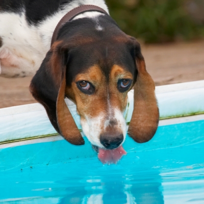 I'm jus' having a drink, OK?!
Schlüsselwörter: Bassett Dog Dogs Drink Drinking Hound Hounds Humph Humphrey Play Playing Playtime Tongue